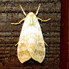 Banded Tussock Moth