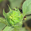 Green-eyed wasp