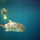 Giant Trevally