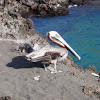 Brown Pelican