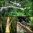 Dragonflies and Damselflies of Huntley Meadows Park