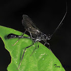 Pelecinid Wasp (male)