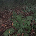 Ostrich Fern