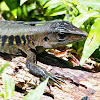Delicate Whiptail or Delicate Ameiva