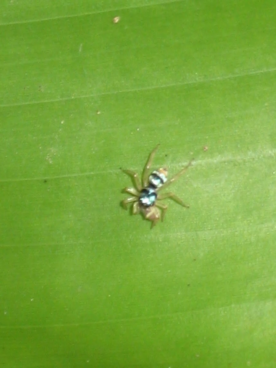 Banded Phintella spider