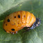 7 puntos mariquita. Pupa ladybug