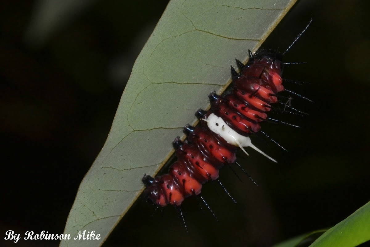 Malay Lacewing Caterpillar