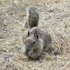 California Ground Squirrel