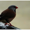 The Long-tailed Finch
