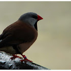 The Long-tailed Finch