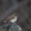 Red-breasted Flycatcher