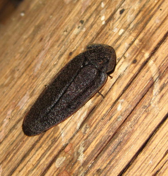 cockroach | Project Noah