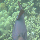 Black Triggerfish