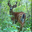 Blacktail deer