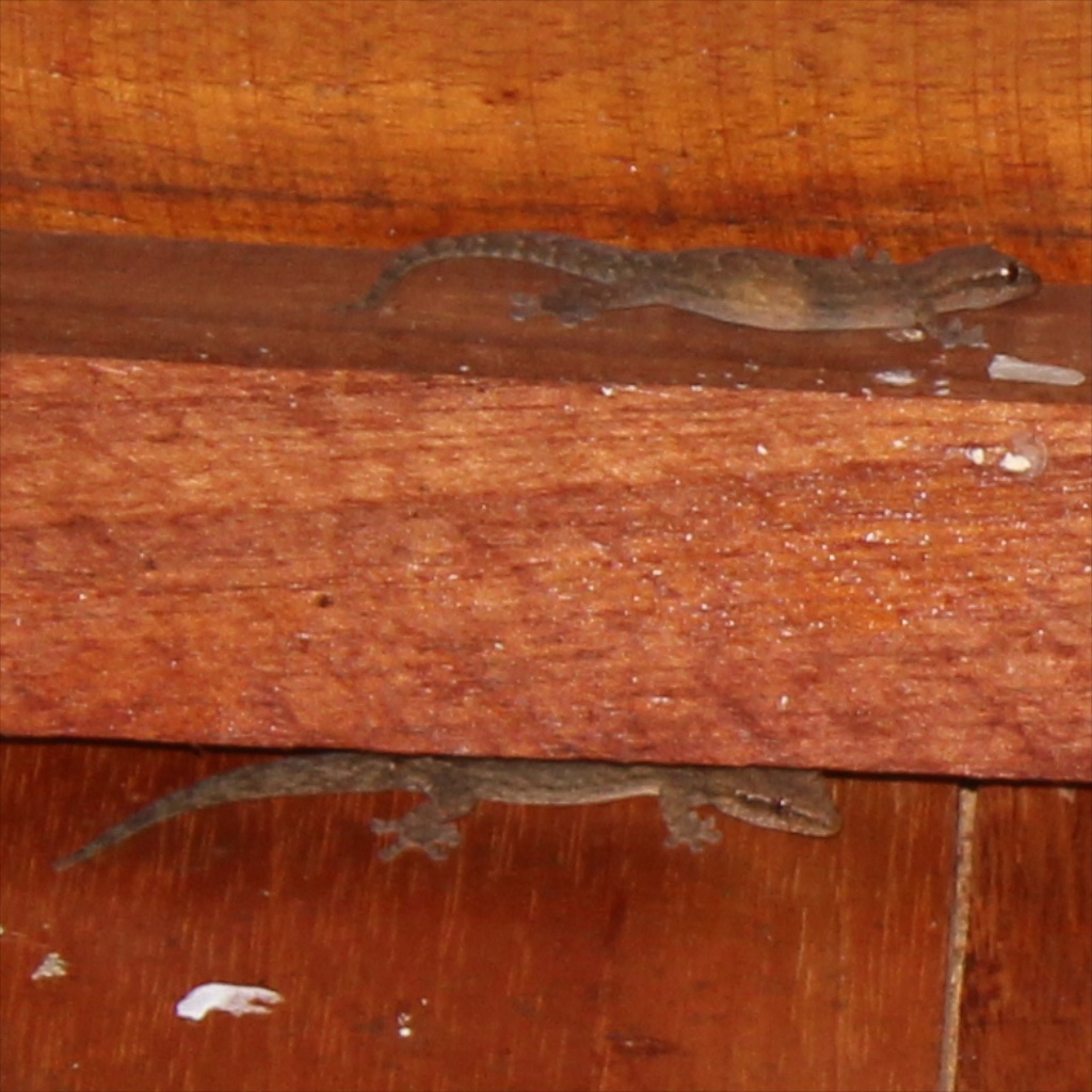Galapagos Leaf-toed Gecko