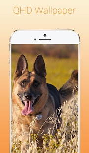 Download เยอรมัน เชฟเฟิร์ด วอลเปเปอร์ APK for Android