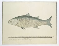 Mugil cephalus (Flathead grey mullet)