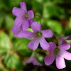 Violet Wood-sorrel