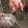 American flamingo (adults and chick)