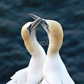 Lovers by Blaz Crepinsek - Animals Birds