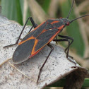 Box Elder Bug