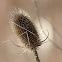 fuller's teasel