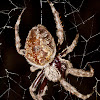 Garden Orb Weaver Spider