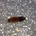 Woolly Bear Caterpillar