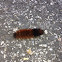 Woolly Bear Caterpillar