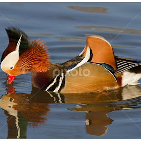 by Marlene Finlayson - Animals Birds