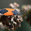 Seed Bug