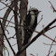 Downy Woodpecker