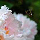 bumble bee  and poenia