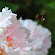 bumble bee  and poenia