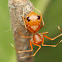 Ant Mimic Crab Spider