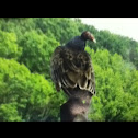 Turkey vulture