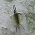 Banded Tussock Moth Caterpillar