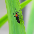 unidentified fly
