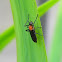 unidentified fly