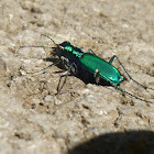 Six-spotted Tiger Beetle