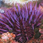 Strongylocentrotus purpuratus, Purple Sea Urchin