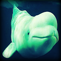 Beluga Whale Sound Effects logo