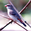 Red Avadavat