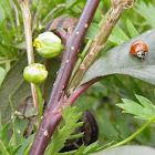 spotless ladybug