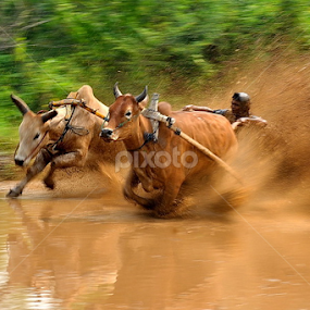 Pacu Jawi West Sumatera by Yustinus Andhi Wuryanto - People Professional People