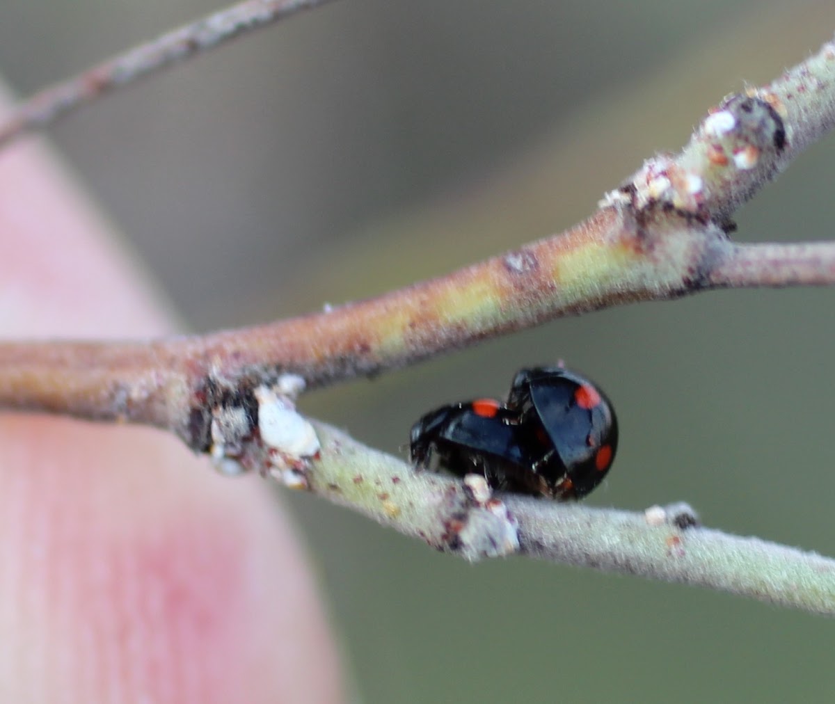 Black Two-spot Ladybird