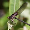 American Rubyspot