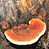 Yellow-Red Polypore