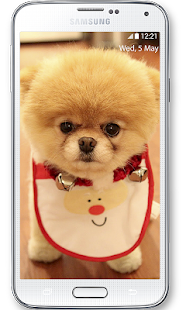 免費下載個人化APP|Boo Cutest Dog Wallpaper app開箱文|APP開箱王