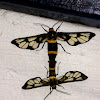 Wasp Mimic Moths - Mating